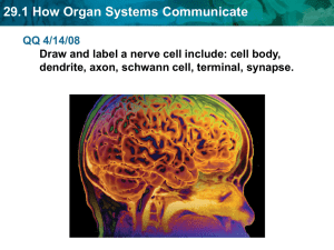 29.1 How Organ Systems Communicate - Morales Biology