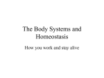 The Body Systems and Homeostasis