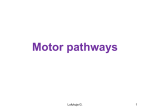 Motor pathways