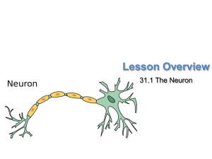 Nervous System - Neuron and Nerve Impulse PowerPoint