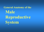 General Anatomy of the Male Reproductive system