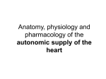 Anatomy, physiology and pharmacology of the autonomic