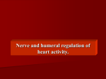 04 Nerve and humeral regulation of heart activity