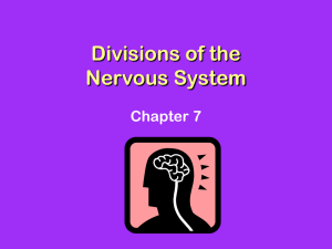 Divisions of the Nervous System