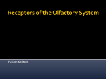 Receptors of the Olfactory System