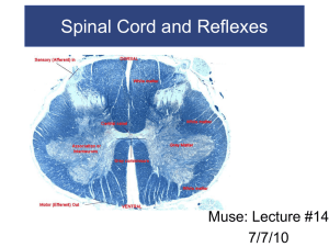 Spinal cord and reflexes