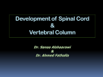 1-Development of the Spinal Cord & Vertebral Column 2015+++