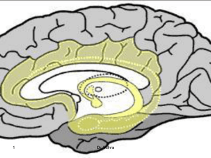 20-Limbic