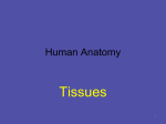 histology / tissue level of organization