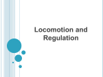 Regulation and Locomotion notes