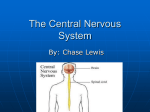 The Central Nervous System