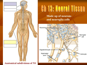 Neural Tissue