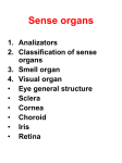 Visual organ