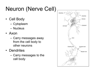 sensory neurons