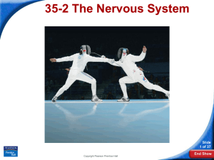 The Nervous System