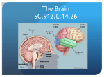 The Brain SC.912.L.14.26