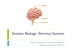 Divisions of the Nervous System