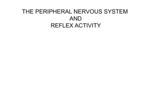 a.Nerve Regeneration