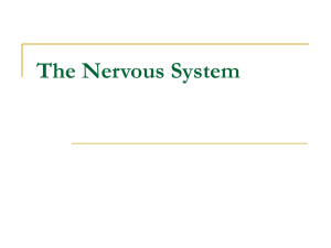 The Nervous System