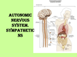 30. Autonomic NS. Sympathetic nervous system