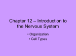 Chapter 12 – Introduction to the Nervous System