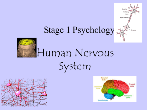 Human Nervous System