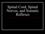 The Spinal Cord and Reflexes Notes