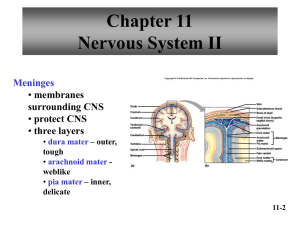 Brain and Spinal Cord