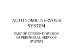 autonomic nervous system