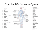 Chapter 28- Nervous System
