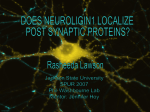 Antibody Staining of Transfected Neurons HA-NLG1-d55