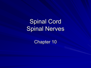 Spinal Cord - mrsralston
