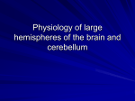 04 Physiology of large hemispheres, cerebellum