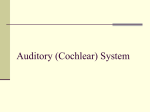 Auditory (Cochlear) System