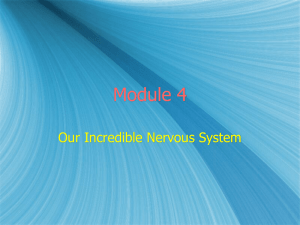 The Brain ppt module 4