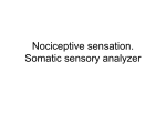 Nociceptive sensation. Somatic sensory analyzer