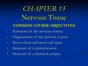 CHAPTER 11 Nervous Tissue - Austin Community College