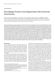 Macrophages Promote Axon Regeneration with Concurrent Neurotoxicity