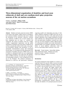 Three-dimensional organization of dendrites and local axon