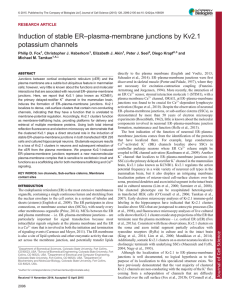 –plasma-membrane junctions by Kv2.1 Induction of stable ER potassium channels