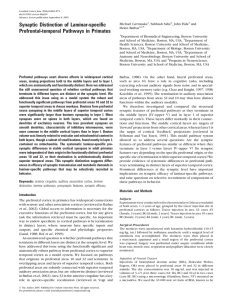 Synaptic Distinction of Laminar-specific Prefrontal-temporal Pathways in Primates