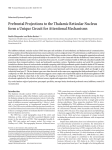 Prefrontal Projections to the Thalamic Reticular Nucleus