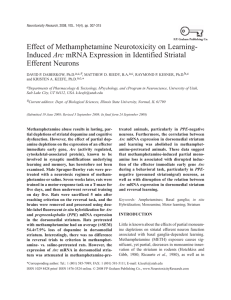 Effect of Methamphetamine Neurotoxicity on Learning- Arc Efferent Neurons
