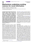 Mechanisms underlying working memory for novel information