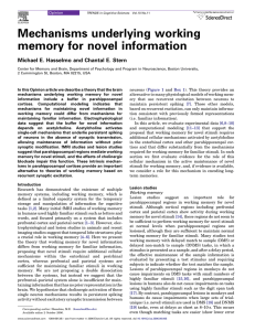 Mechanisms underlying working memory for novel information