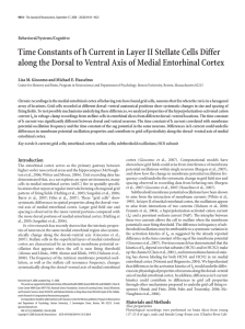 Time Constants of h Current in Layer II Stellate Cells... along the Dorsal to Ventral Axis of Medial Entorhinal Cortex