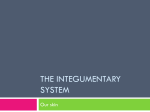 Introduction to the Integumentary System