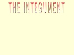 The Ingegument - My Anatomy Mentor