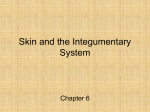 Skin and the Integumentary System - Bio-Guru