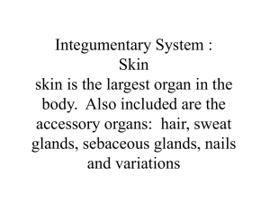 Integumentary System : Skin skin is the largest organ in